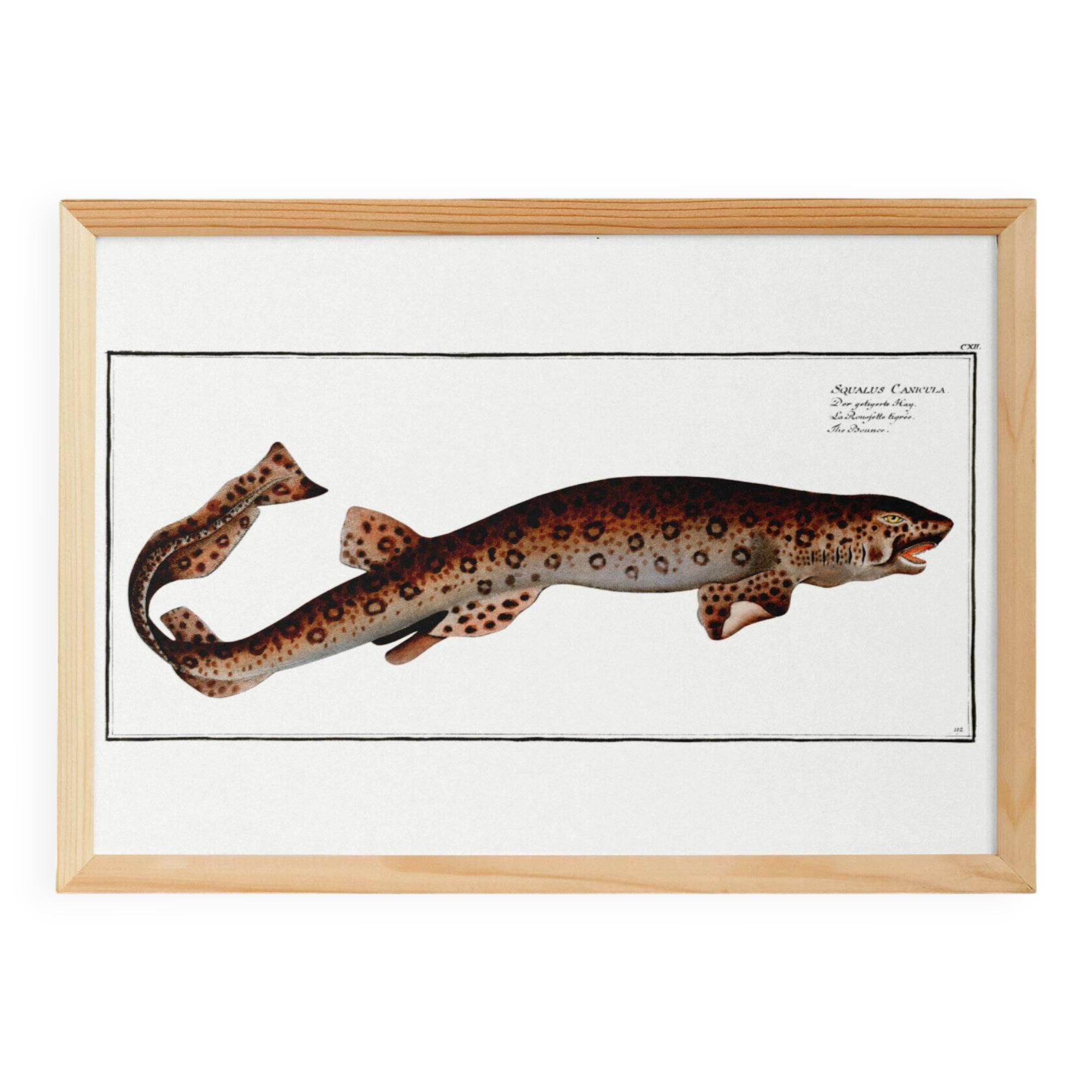 Poster about the flying fox, based on an old engraving from 1746.