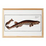 Poster about the flying fox, based on an old engraving from 1746.