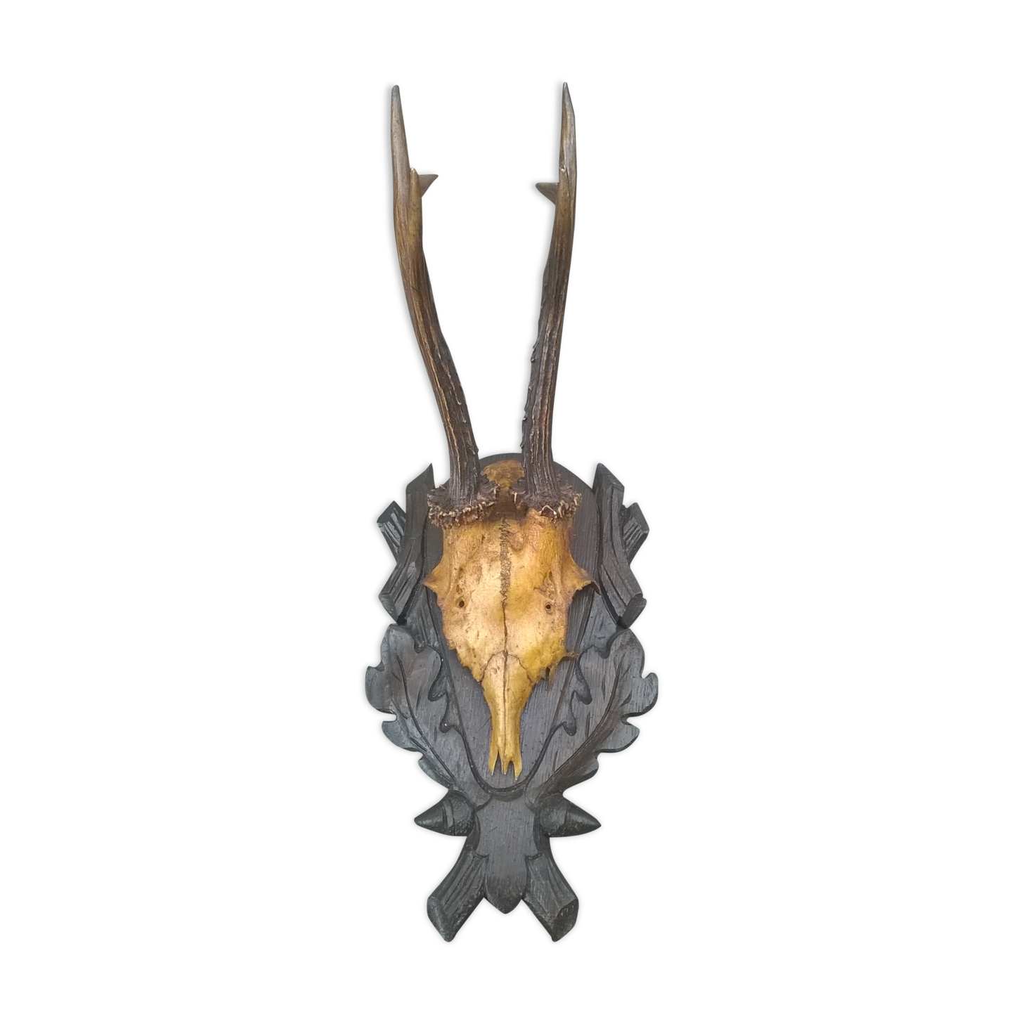 Crane chevreuil taxidermie