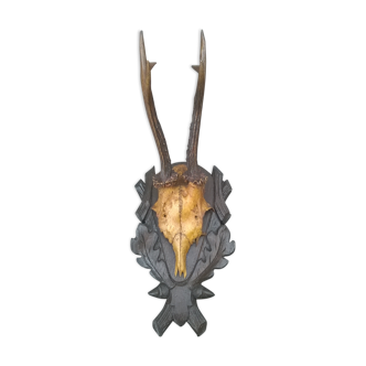 Crane chevreuil taxidermie