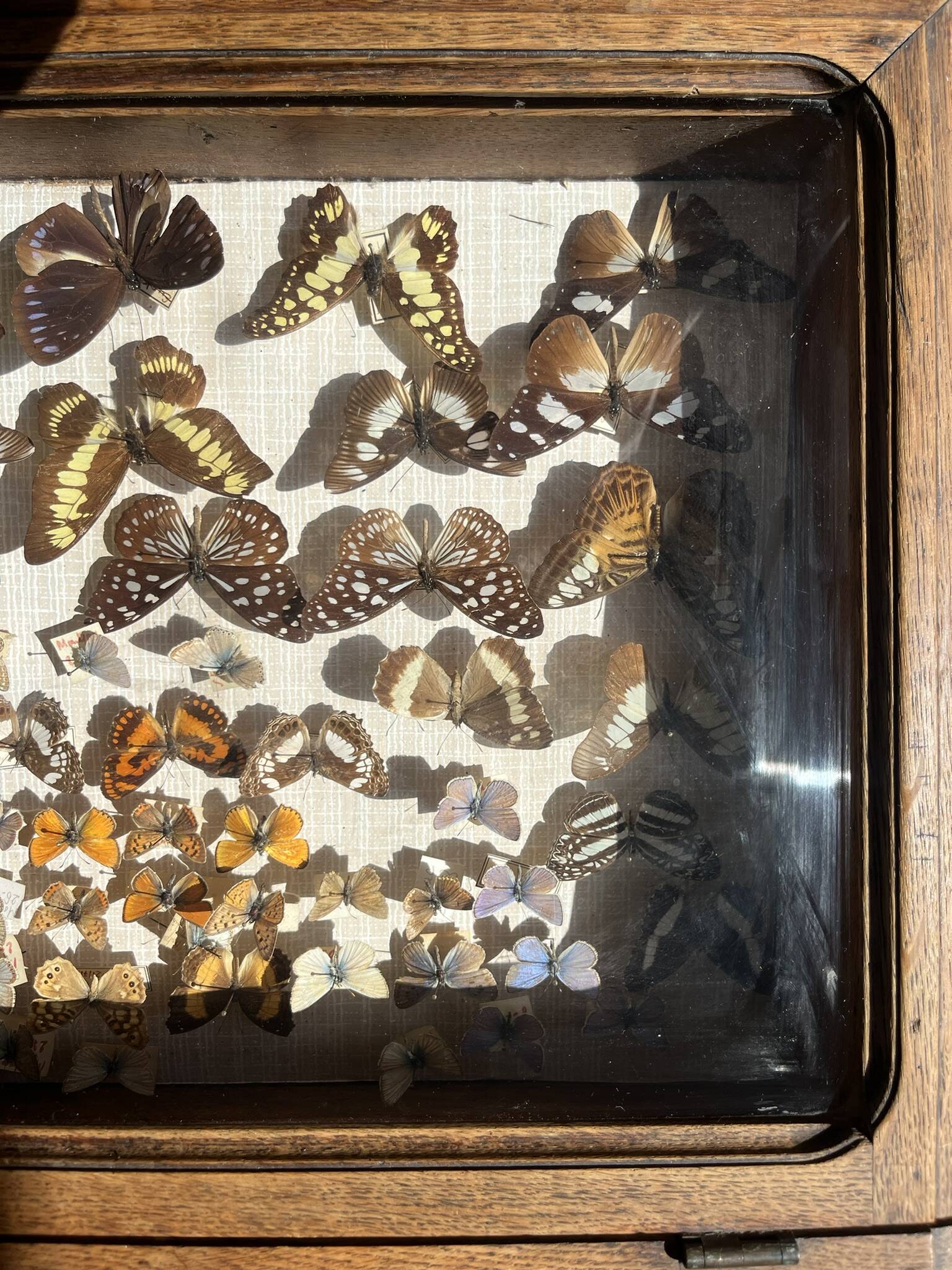 Vitrine / Collection de papillons anciens - 62 papillons