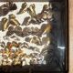 Vitrine / Collection de papillons anciens - 62 papillons
