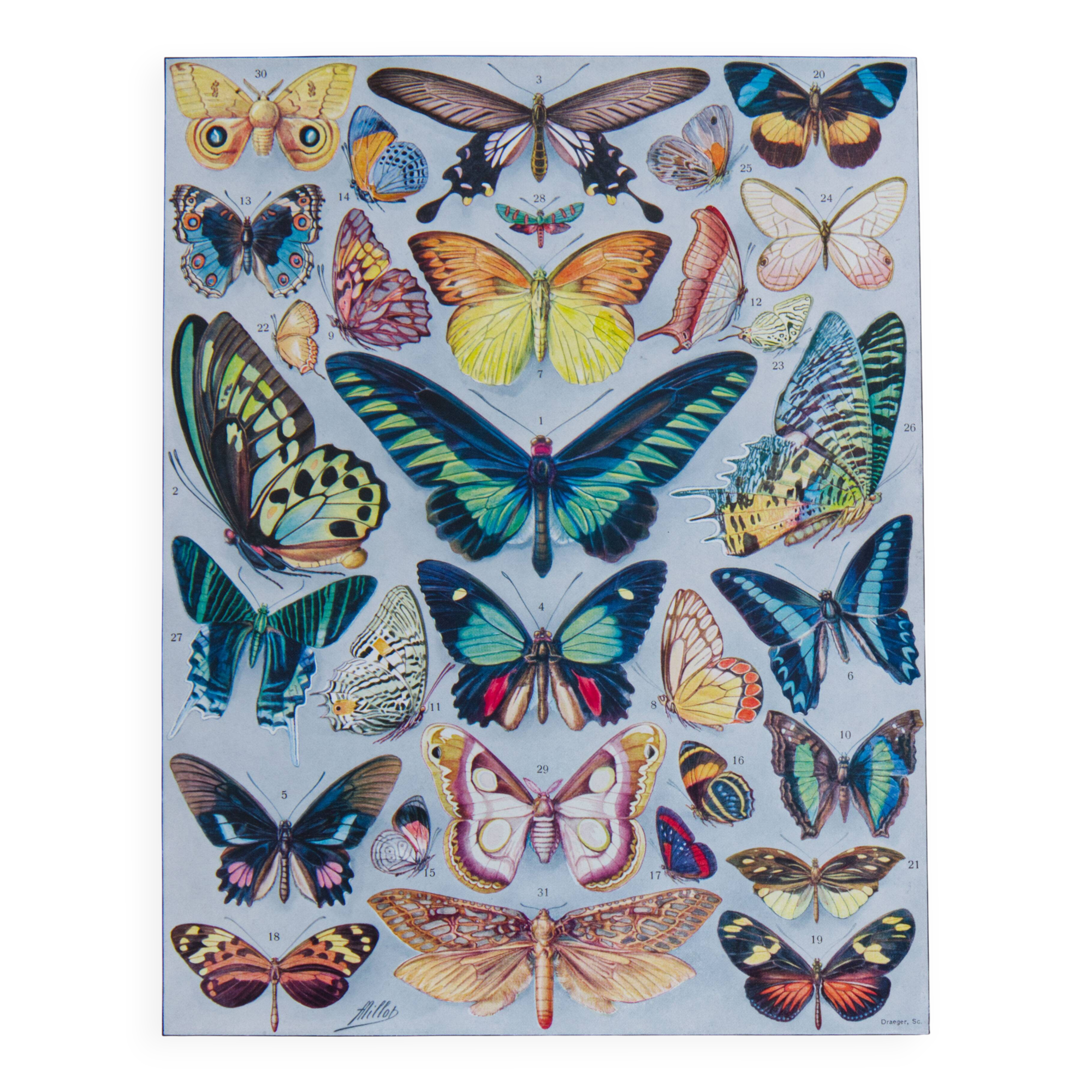 Exotic Butterflies: original naturalist plate, 1930 Adolphe Millot