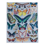 Exotic Butterflies: original naturalist plate, 1930 Adolphe Millot