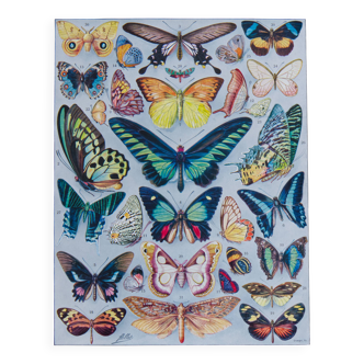 Exotic Butterflies: original naturalist plate, 1930 Adolphe Millot