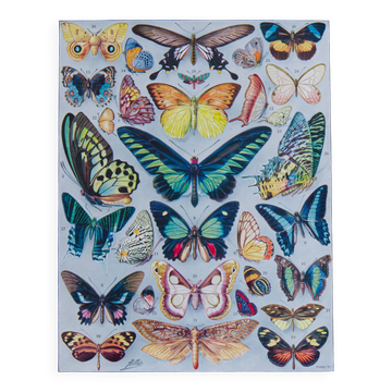 Exotic Butterflies: original naturalist plate, 1930 Adolphe Millot