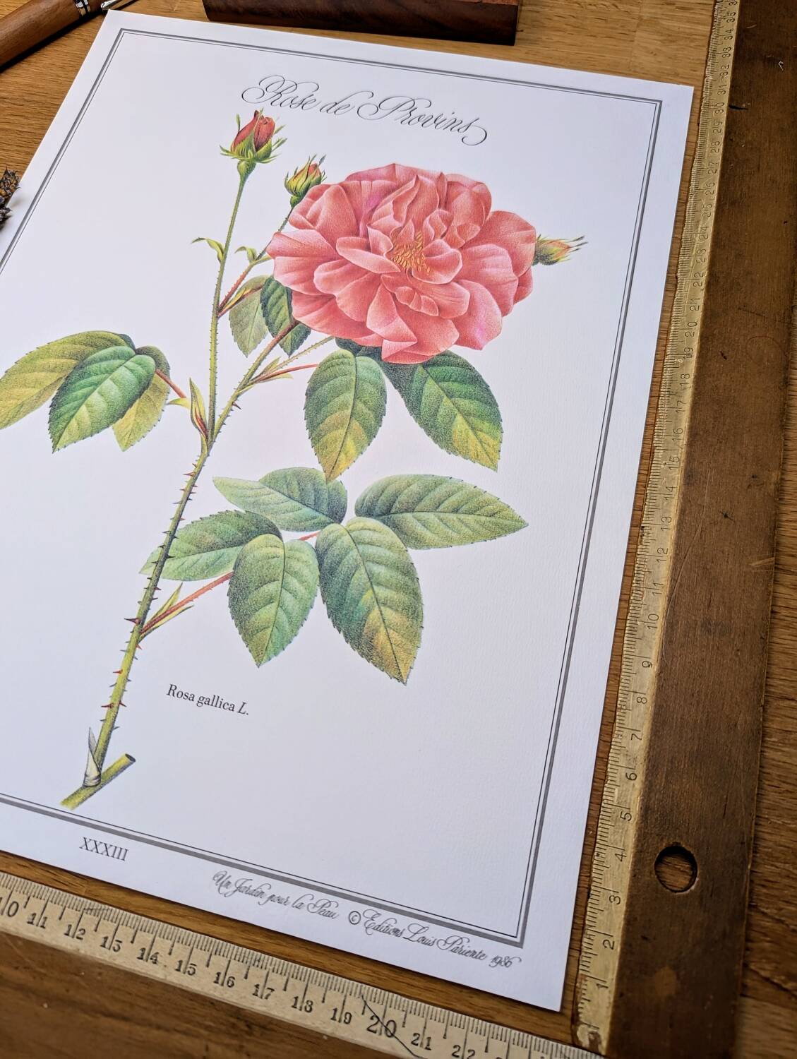 Botanical plate Rose of Provins