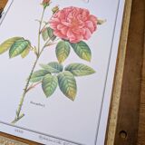 Botanical plate Rose of Provins