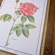 Botanical plate Rose of Provins