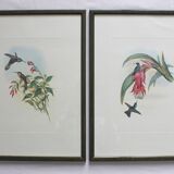 2 framed bird lithographs, vintage watercolor posters