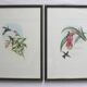 2 lithographies d'oiseaux encadrées, affiches aquarelles vintage