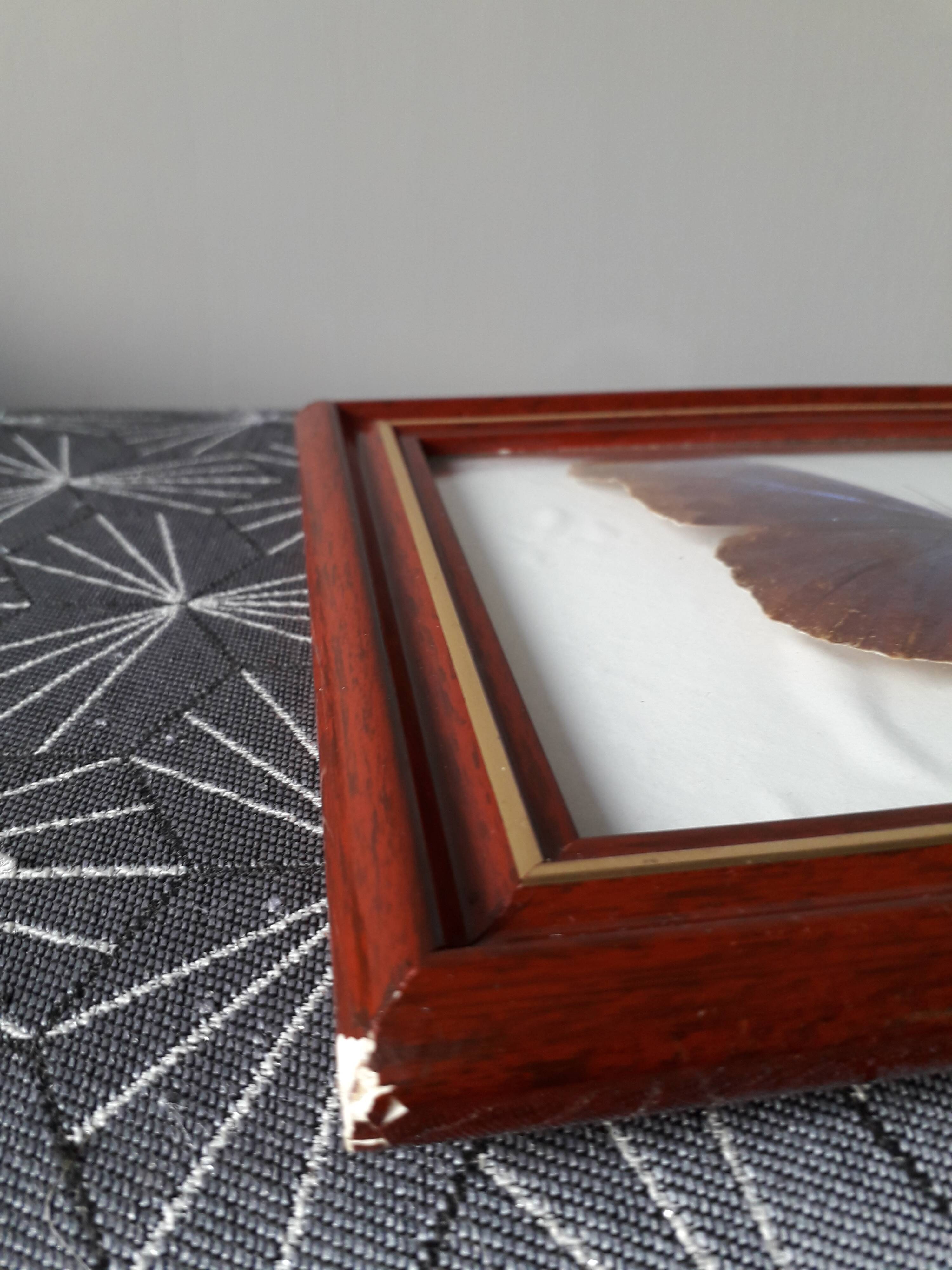 Naturalized vintage butterfly frame