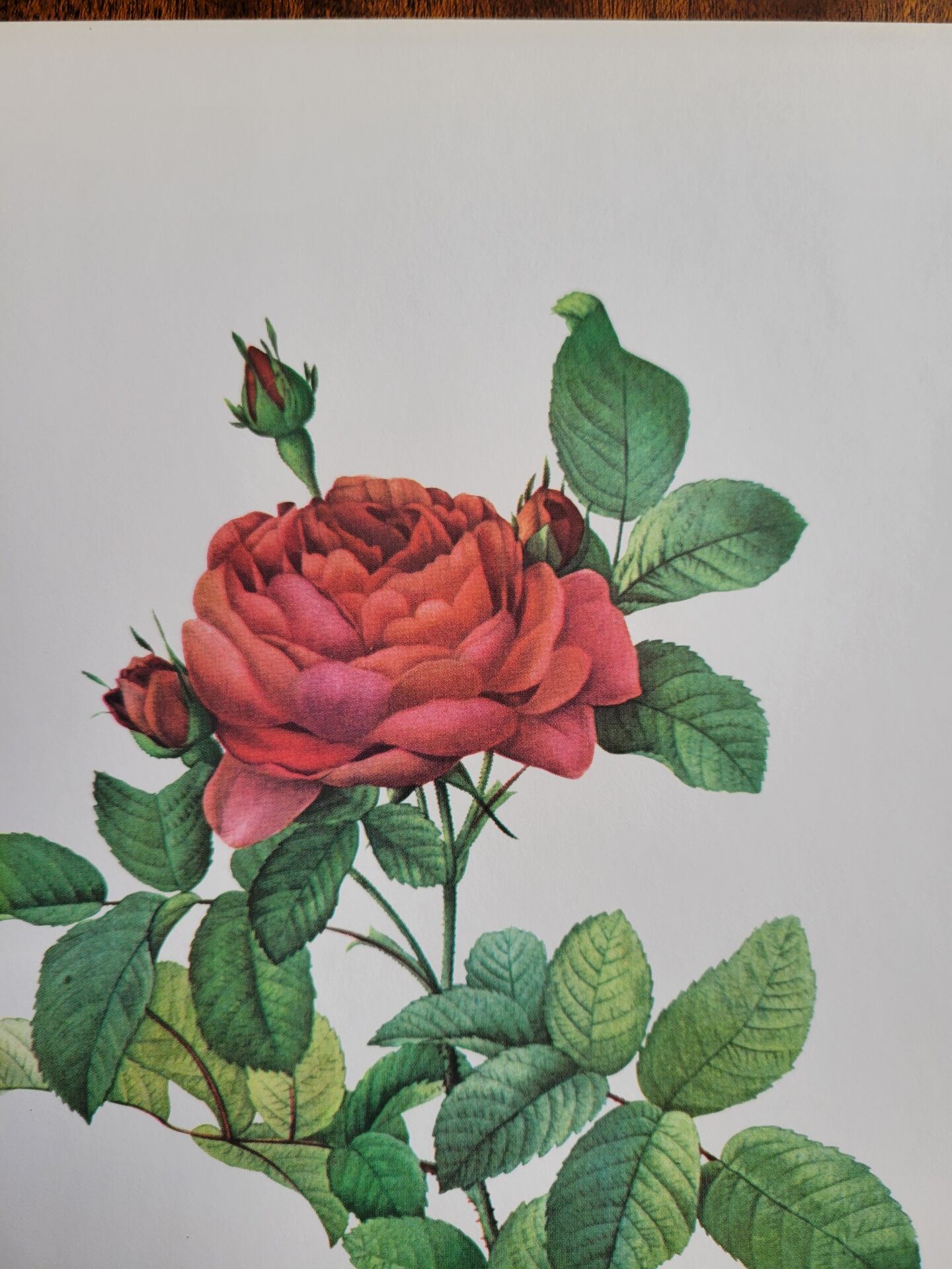 Planche botanique Rosier du Pont , P.J. Redouté 1960