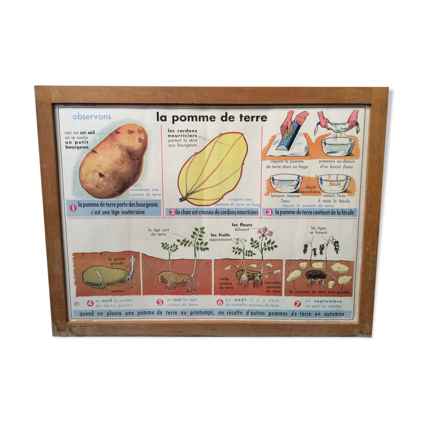 School poster on both sides Potato / Vintage Oil 1960