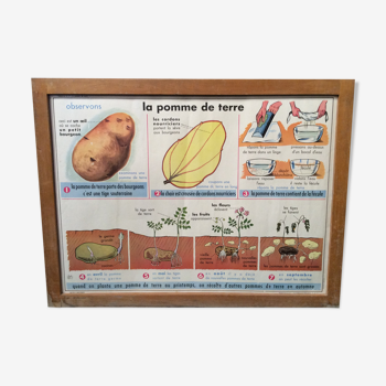Affiche scolaire recto verso Pomme de terre / Huile vintage 1960