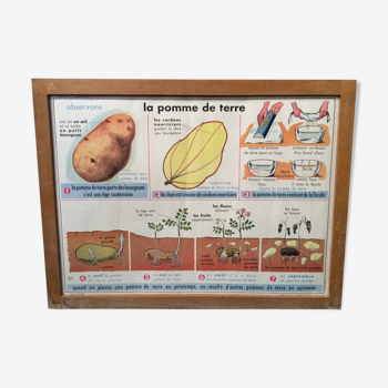 School poster on both sides Potato / Vintage Oil 1960