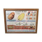 School poster on both sides Potato / Vintage Oil 1960