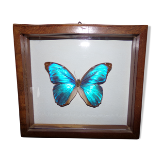Blue morpho butterfly under framework