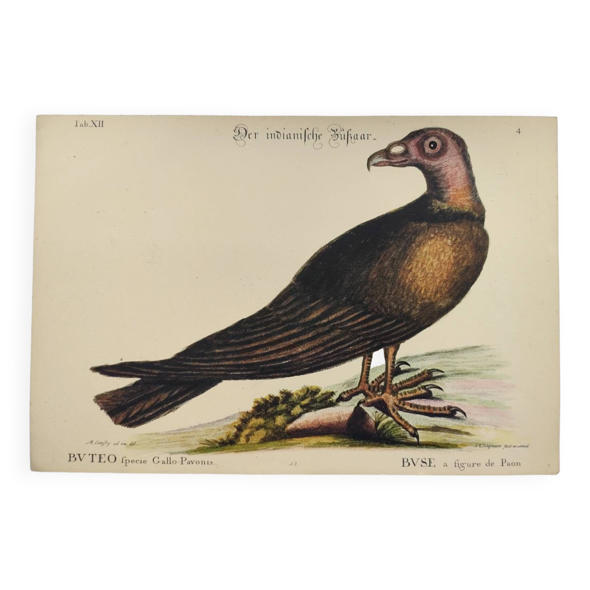 Old bird engraving - Hawk with peacock figure - Zoological plate by Seligmann & Catesby