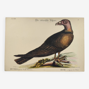 Gravure ancienne oiseau  -Buse à figure de Paon- Planche zoologique de Seligmann & Catesby