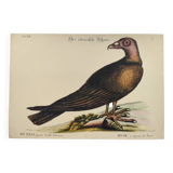Old bird engraving - Hawk with peacock figure - Zoological plate by Seligmann & Catesby