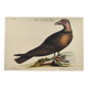 Old bird engraving - Hawk with peacock figure - Zoological plate by Seligmann & Catesby