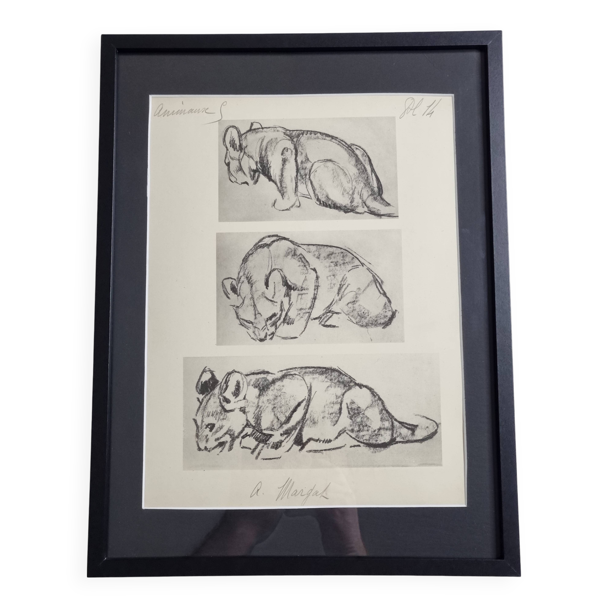 Illustrated plate, Studies of a lion cub sketch, Signed André Margat, 1930