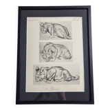 Illustrated plate, Studies of a lion cub sketch, Signed André Margat, 1930