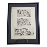 Planche illustrée, Études de lionceau esquisse, Signée André Margat, 1930