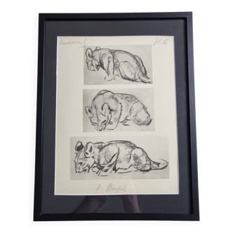 Illustrated plate, Studies of a lion cub sketch, Signed André Margat, 1930