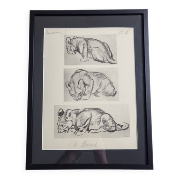 Illustrated plate, Studies of a lion cub sketch, Signed André Margat, 1930