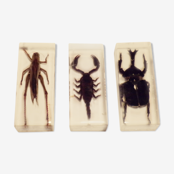3 insectes inclusion sous résine
