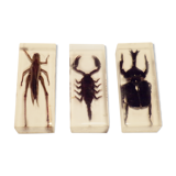 3 insects inclusion under resin