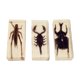 3 insects inclusion under resin