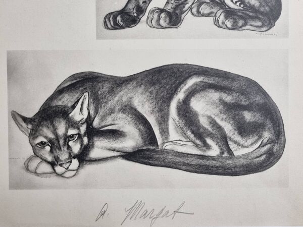 Planche illustrée, études de félins par André Margat, 1930