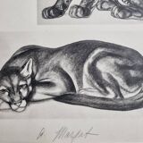 Illustrated plate, studies of felines by André Margat, 1930