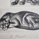 Illustrated plate, studies of felines by André Margat, 1930