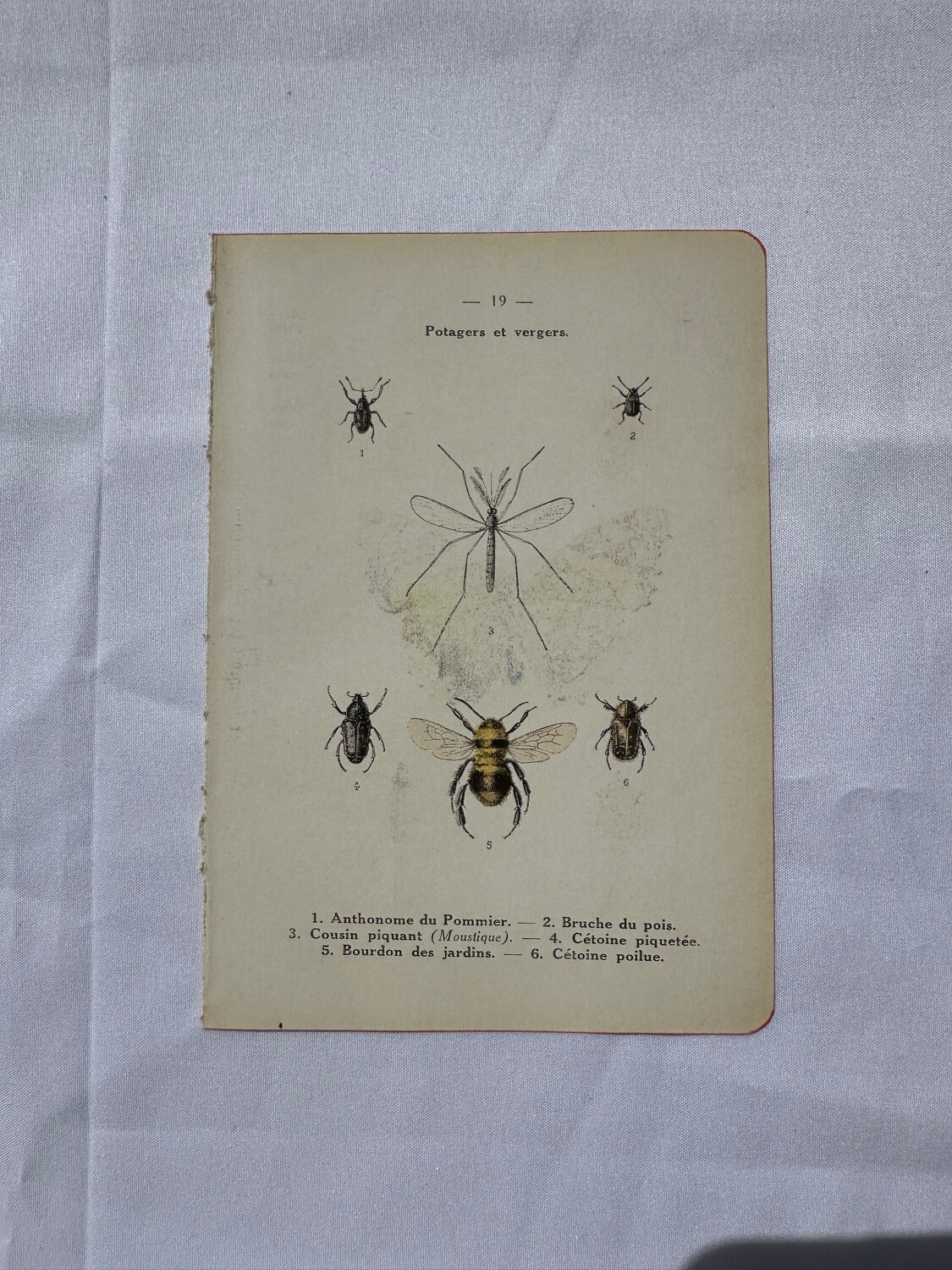 Gravure papillon ancienne planche botanique naturaliste double face