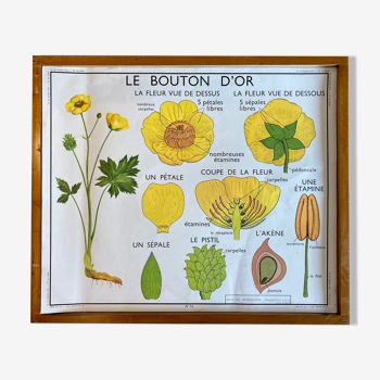 Affiche scolaire pédagogique Rossignol vintage années 60 - la tulipe et le bouton d'or