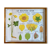 Educational school poster Rossignol vintage 60s - the tulip and the golden button