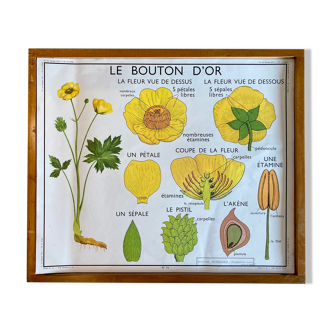 Educational school poster Rossignol vintage 60s - the tulip and the golden button
