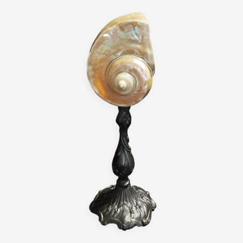 Cabinet of curiosities pearly turbo marmoratus shell on base