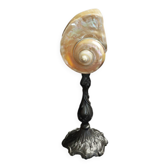 Cabinet of curiosities pearly turbo marmoratus shell on base