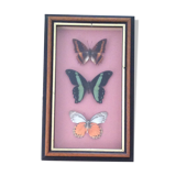 Framework butterflies under glass