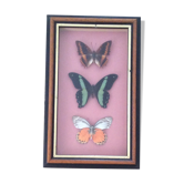 Framework butterflies under glass