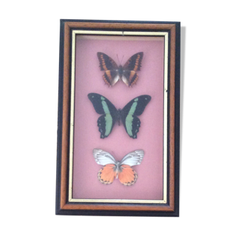Framework butterflies under glass