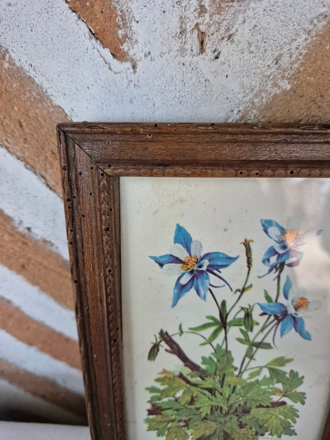 Framed botanical illustration of columbine