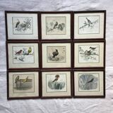 9 old ornithological engravings