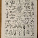 Lithograph on crustaceans - 1930