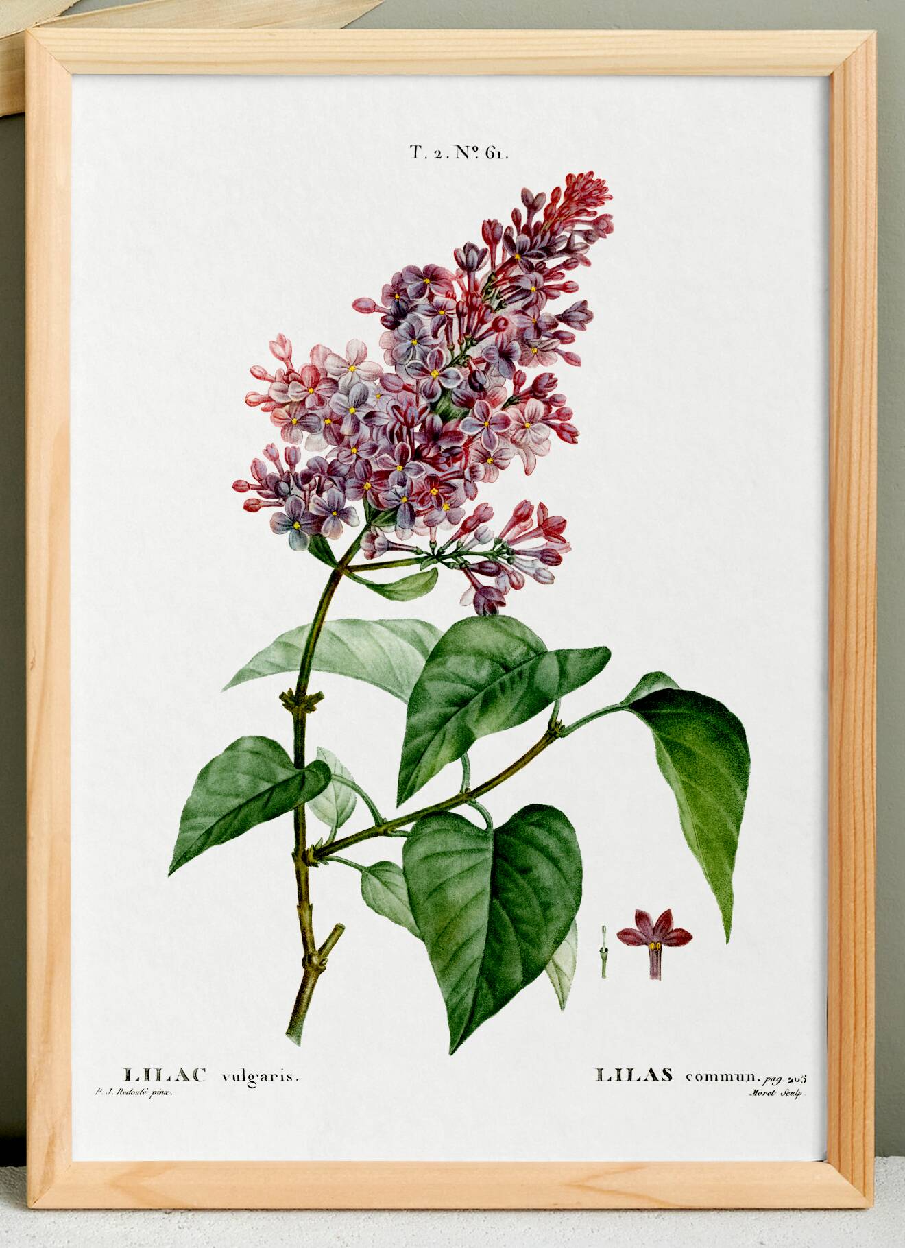 Botanical poster about lilac, after an old engraving from 1802